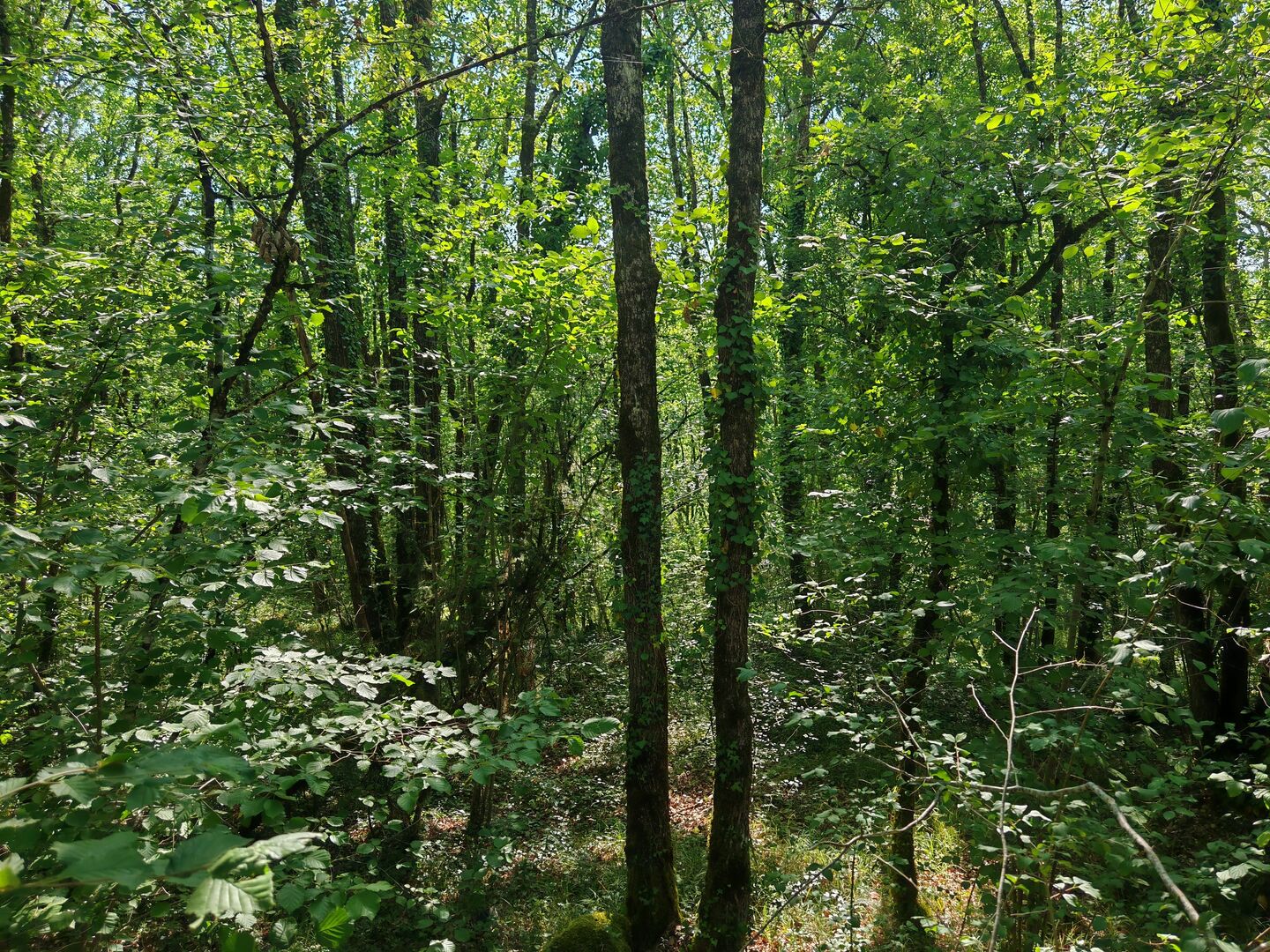 Terrain constructible boisé sur 2500m²