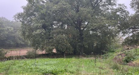 Propriété de caractère en pierre avec dépendances et piscine – SECTEUR LIVERNON