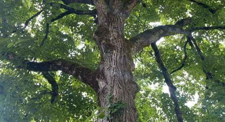 Propriété atypique de 17 hectares en Périgord Noir, au calme et sans voisin.