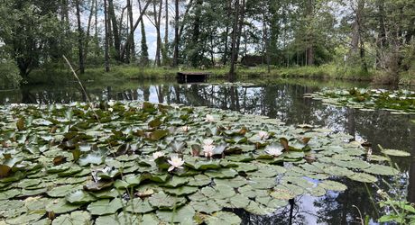 En Périgord Noir , entre Périgueux et Brive à 20 minutes de Montignac, propriété sur 3ha3 de terrain arboré avec une maison principale d'habitation, un gîte, une piscine et un petit étang. A voir!