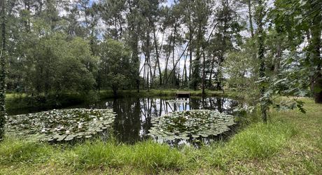 En Périgord Noir , entre Périgueux et Brive à 20 minutes de Montignac, propriété sur 3ha3 de terrain arboré avec une maison principale d'habitation, un gîte, une piscine et un petit étang. A voir!