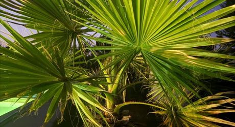 Elégante maison de maître au charme authentique, avec piscine, tranquillité et un vaste jardin, en plein cœur de la ville. 