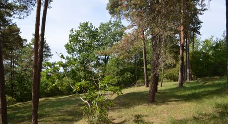 In Périgord Noir, on the heights at 10 mn from Montignac, stone house on 4 hectares in a wooded environment, without close neighbours.