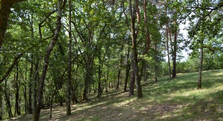 In Périgord Noir, on the heights at 10 mn from Montignac, stone house on 4 hectares in a wooded environment, without close neighbours.