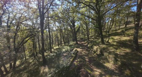 En Périgord Noir, sur les hauteurs à 10 mn de Montignac, maison en pierre sur 4 hectares dans un environnement boisé, calme et sans voisin proche.