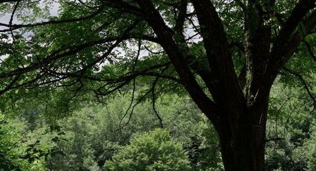 En Périgord noir-Vallée de la Vézère, entre Plazac et Saint-Léon, maison en pierre sur plus de 7 hectares, en situation isolée, sans voisin proche, à l'abri de toutes nuisances.