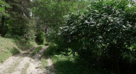 En Périgord noir-Vallée de la Vézère, entre Plazac et Saint-Léon, maison en pierre sur plus de 7 hectares, en situation isolée, sans voisin proche, à l'abri de toutes nuisances.