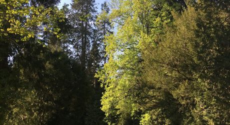 On the outskirts of Souillac towards Sarlat, in the center of a magnificent 3 hectare park, beautiful renovated residence offering over 500 m² of living space, with swimming pool and outbuildings. 