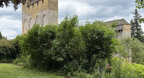 Très belle propriété en Périgord Noir, avec grande maison principale, maison d'amis et piscine. Beau terrain paysagé d'environ 5700 m².
