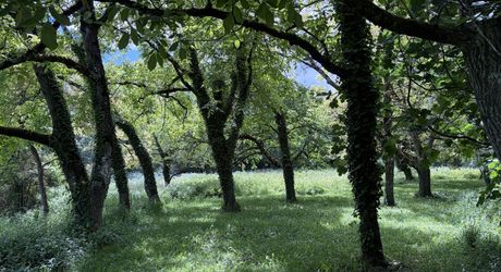 Propriété sur 2 hectares située dans un très beau cadre de campagne, à moins de 10 minutes de Sarlat.