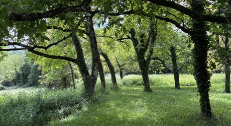 Propriété sur 2 hectares située dans un très beau cadre de campagne, à moins de 10 minutes de Sarlat.