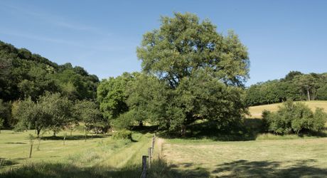 Domaine unique en Périgord Noir sur 67 hectares clos avec château et dépendances.