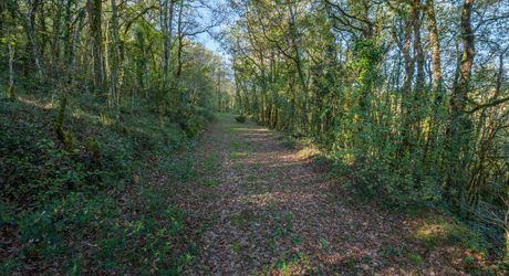 À vendre – Superbe maison en pierre 5chambres avec grand terrain boisé – Puy-l’Évêque (46)