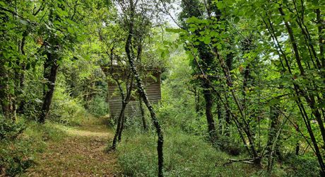 Maison contemporaine, chalets en bois et terrain boisé d'un hectare