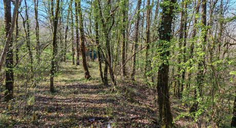 Terrain constructible boisé sur 2500m²
