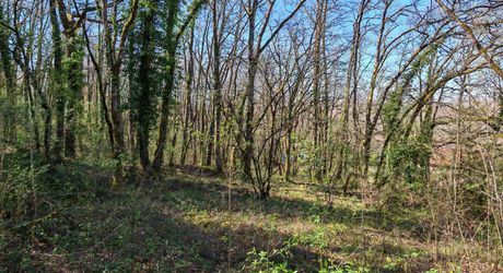 Terrain constructible boisé sur 2500m²