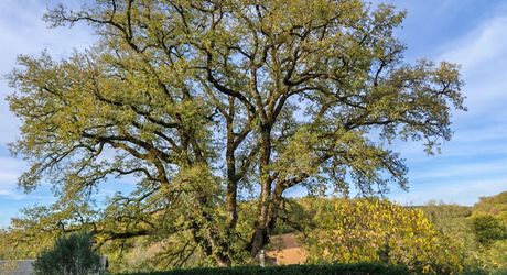 Excideuil - Maison bourgeoise et dépendances sur 3,6 hectares avec vue dégagée