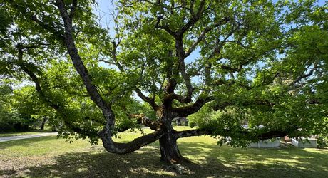 Maison contemporaine avec gîte et beau terrain au calme !