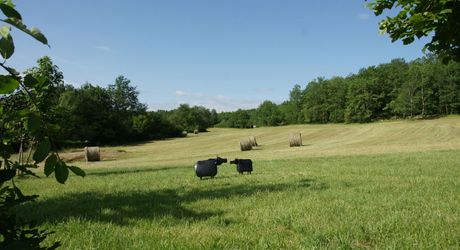 Ensemble Perigordin avec Maison Principale, 2 gites, piscine et terrain de plus de 6 ha.