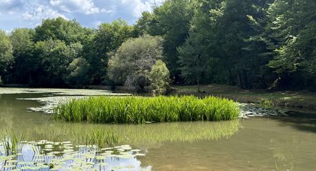 Propriété de caractère ade 20 hectares avec maison principale, maison d'amis, piscine, étang et cadre naturel