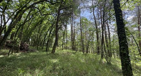 MAISON INDÉPENDANTE AU CALME AVEC TERRAIN BOISÉ PROCHE COMMERCES