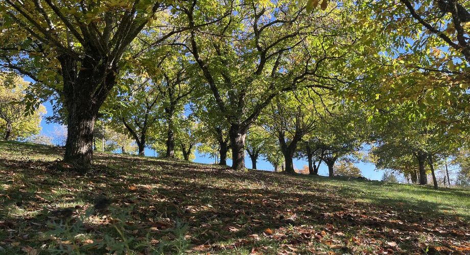 Maison et dépendances dans un cadre privilégié, loin des nuisances - SECTEUR FIGEAC